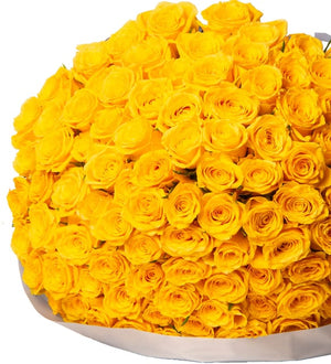 One hundred and fifty yellow roses in grey wrapping, front view