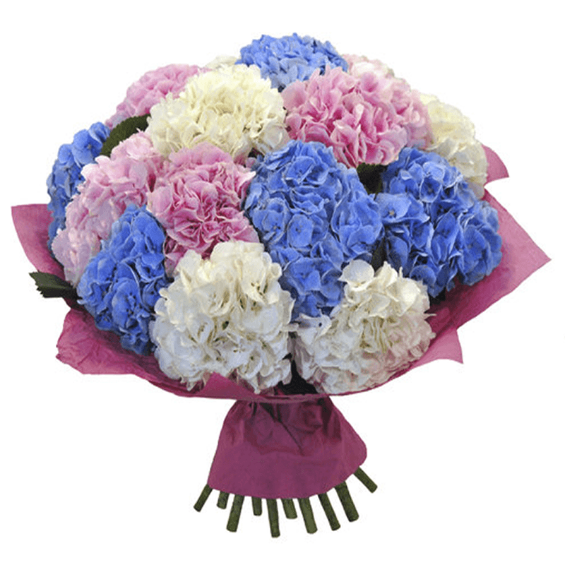 15 Multi Colored Hydrangeas By Flower Delivery Dubai for her