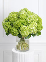 25 Green Hydrangeas in Vase By Flower Delivery Dubai for Valentines Day