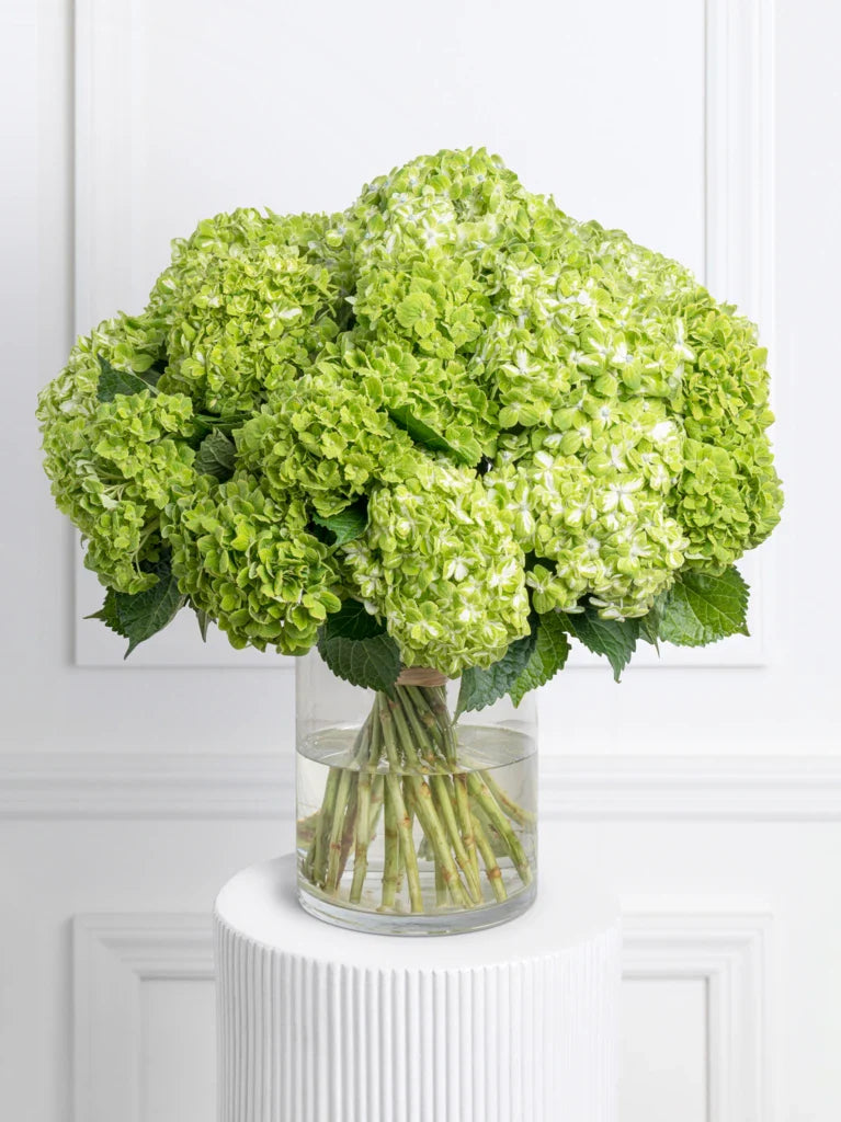 25 Green Hydrangeas in Vase By Flower Delivery Dubai for Valentines Day