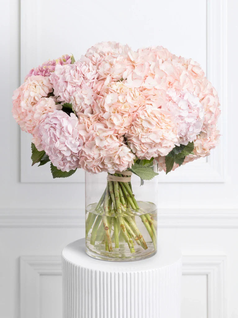 25 Pink Hydrangeas in Vase By Flower Delivery Dubai for Birthday